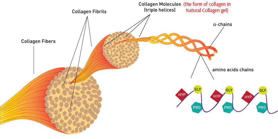 collagen structure and growth